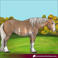 Horse Color:Silver Buckskin Sabino 