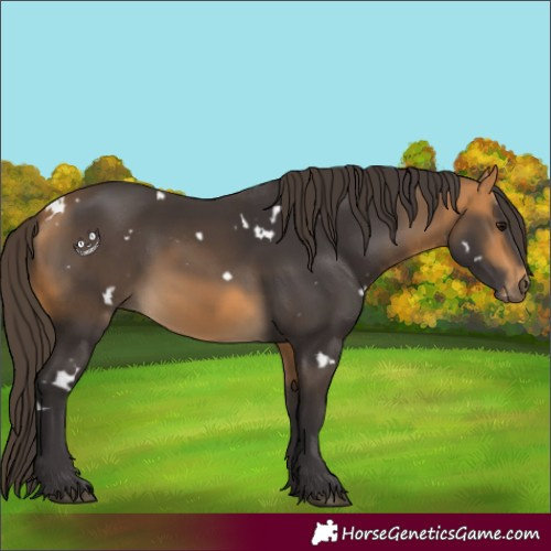 Horse Color:White Spotted Buckskin 