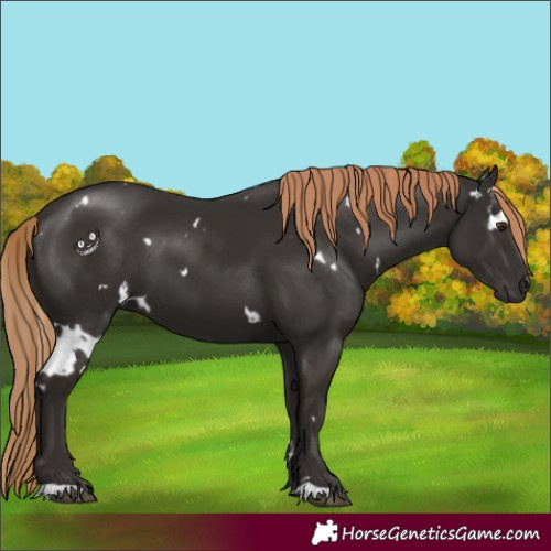 Horse Color:White Spotted Liver Chestnut 