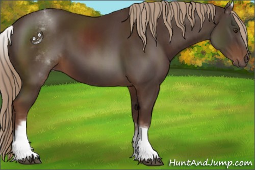 Horse Color:White Spotted Liver Chestnut 