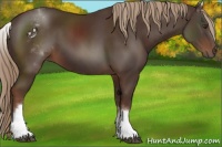 Horse Color:White Spotted Liver Chestnut 