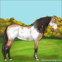 Horse Color:Bay Dun Frame