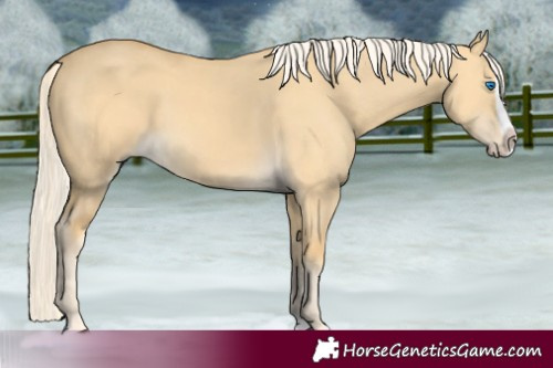 Horse Color:Palomino Dun Splash 