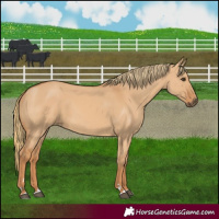 Horse Color:Red Dun 