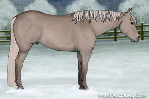 Horse Color:Silver Grullo 