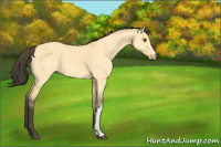 Horse Color:Buckskin Dun 