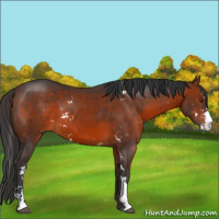 Horse Color:Brown Sabino