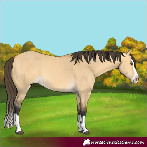 Horse Color:Unknown 
