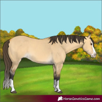 Horse Color:Unknown 