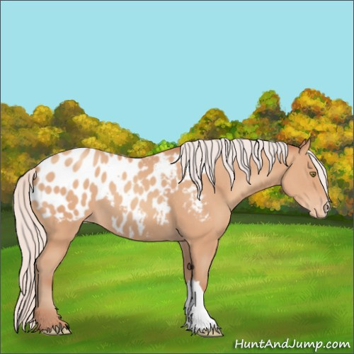 Horse Color:Silver Amber Champagne Appaloosa 