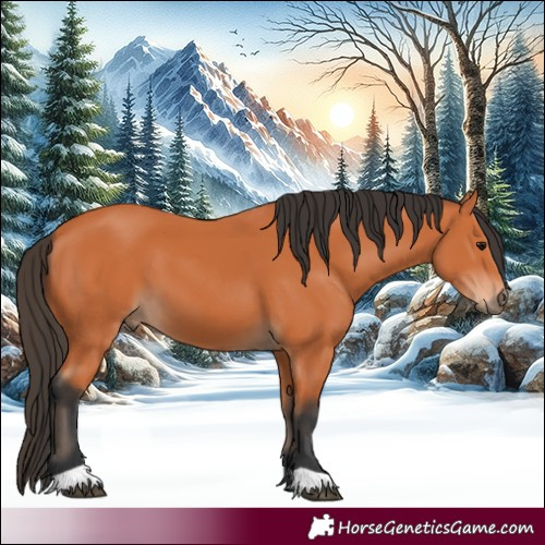 Horse Color:Bay 