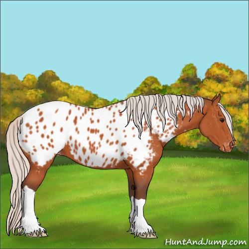 Horse Color:Silver Bay Appaloosa 