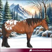 Horse Color:Bay Appaloosa 