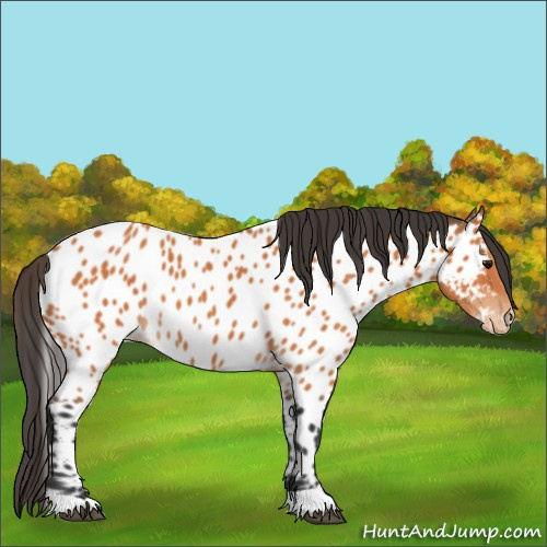 Horse Color:Bay Appaloosa 