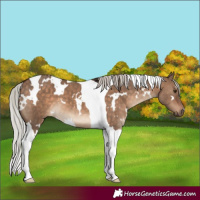 Horse Color:White Spotted Silver Brown Dun Tobiano 