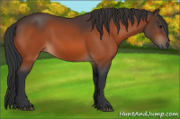 Horse Color:Bay Rabicano 