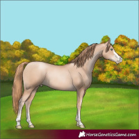 Horse Color:Gold Champagne Pearl Rabicano and Gold Champagne Pearl Rabicano