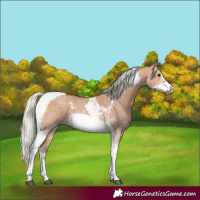 Horse Color:Silver Bay Dun Sabino Tobiano Frame Rabicano 