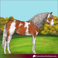 Horse Color:Silver Bay Sabino 