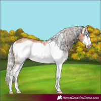 Horse Color:Silver Bay Sabino Frame Rabicano