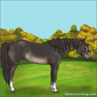 Horse Color:White Spotted Smoky Black