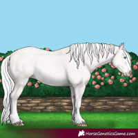 Horse Color:Cremello 
