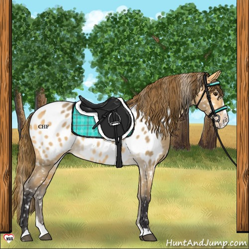 Horse Color:Buckskin Dun Splash Appaloosa 