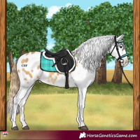 Horse Color:Buckskin Dun Splash Appaloosa 