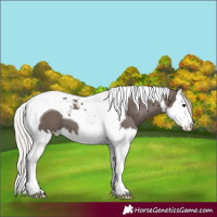 Horse Color:Silver Smoky Black Splash Tobiano
