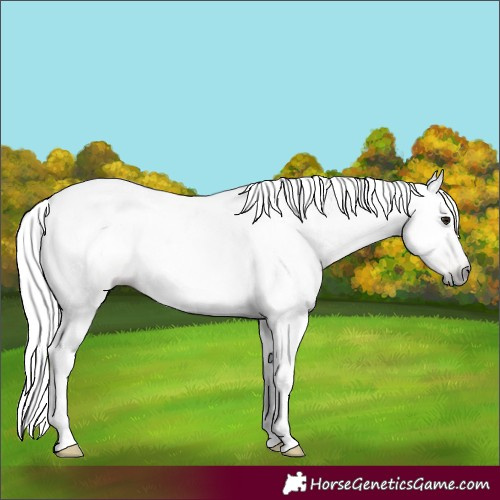 Horse Color:Gray Classic Champagne Tobiano