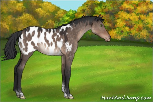 Horse Color:Brown Dun Mushroom Sabino Tobiano Appaloosa 