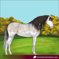 Horse Color:Buckskin Roan Splash 