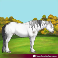 Horse Color:White Spotted Grullo Frame 