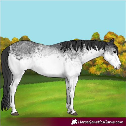 Horse Color:White Spotted Black 