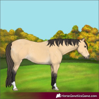 Horse Color:Buckskin 