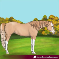 Horse Color:Gold Champagne Splash