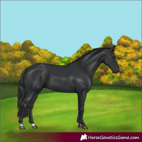 Horse Color:Black 
