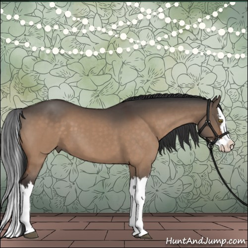 Horse Color:Brown Dun Splash 