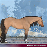 Horse Color:Bay Dun Rabicano 
