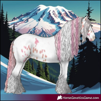 Horse Color:Watercolor Buckskin Tobiano Appaloosa 