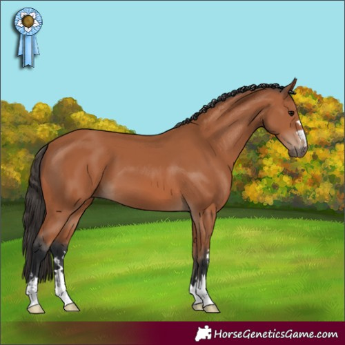 Horse Color:Bay 