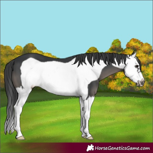 Horse Color:Black Splash Frame 