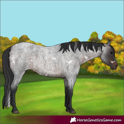 Horse Color:White Spotted Brown Roan 