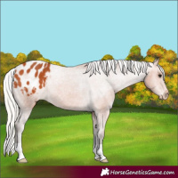 Horse Color:Silver Bay Appaloosa