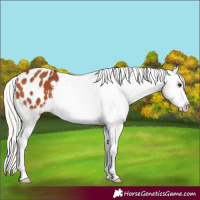 Horse Color:Silver Bay Varnish 