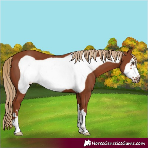 Horse Color:Chestnut Frame 