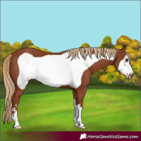 Horse Color:Chestnut Frame