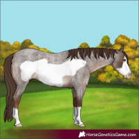 Horse Color:Liver Red Roan Frame