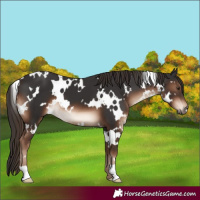 Horse Color:White Spotted Liver Chestnut 
