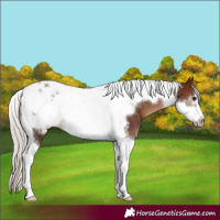Horse Color:Silver Brown Tobiano Frame 